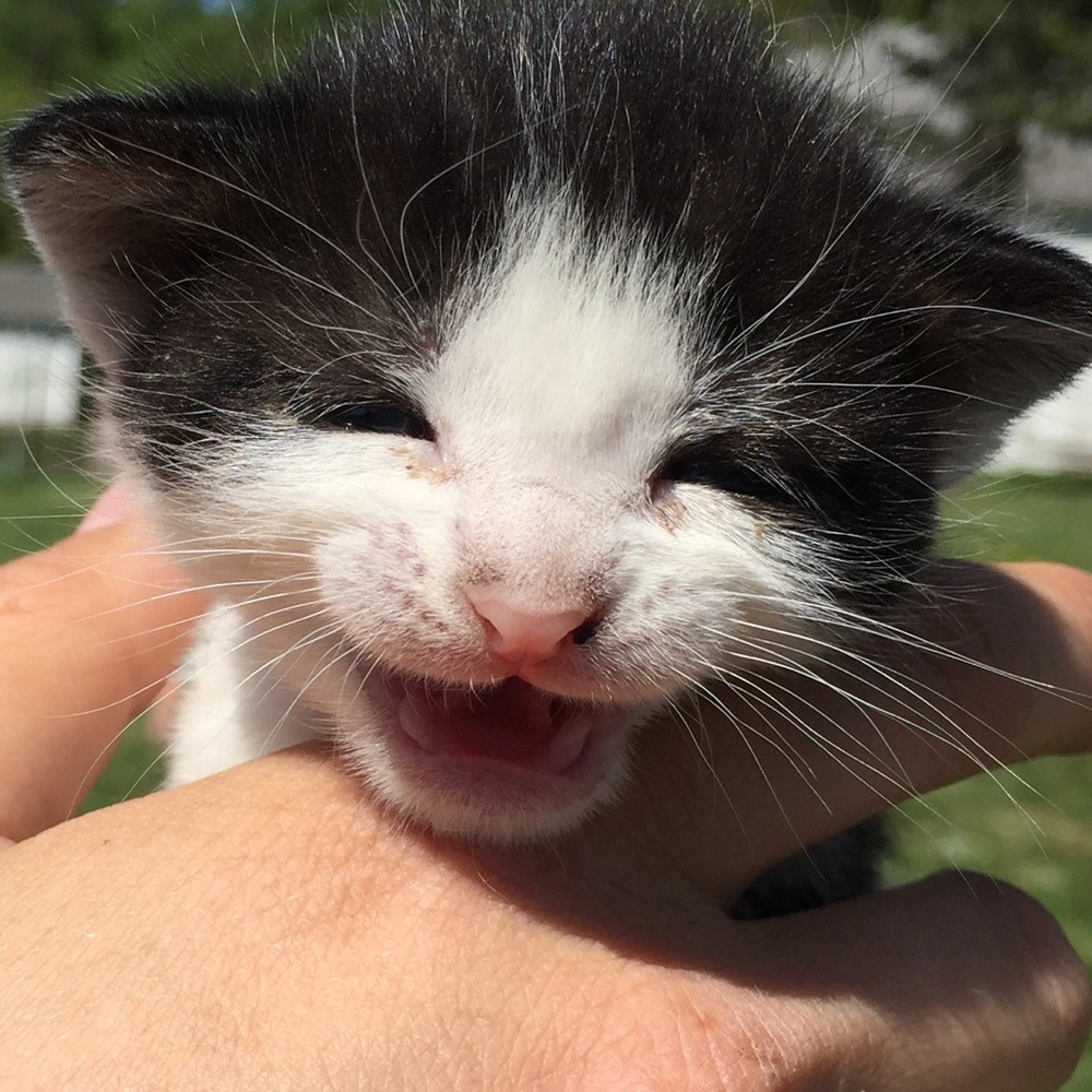 Meet your Posher, Paige